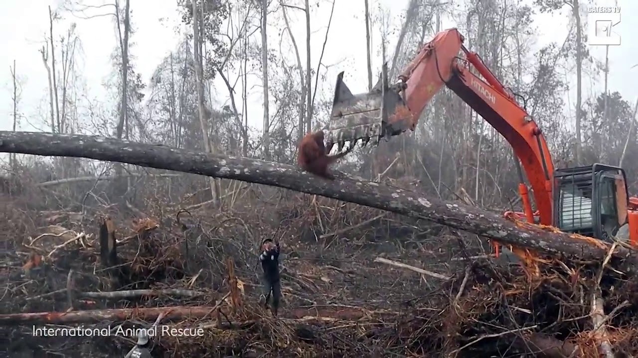 Un orangután se enfrenta a un bulldozer que está destruyendo su hábitat