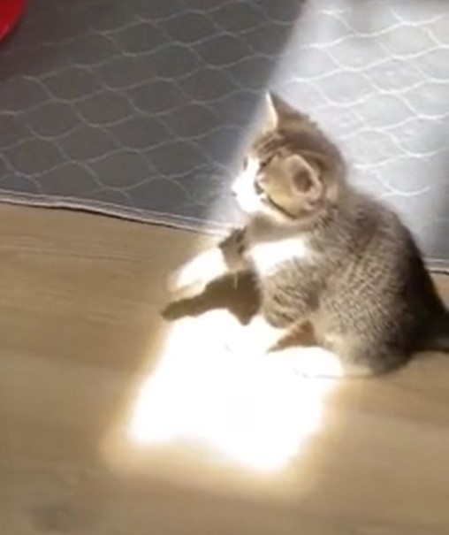 Un Gato Experimenta Por Primera Vez El Contacto Con Un Rayo De Sol