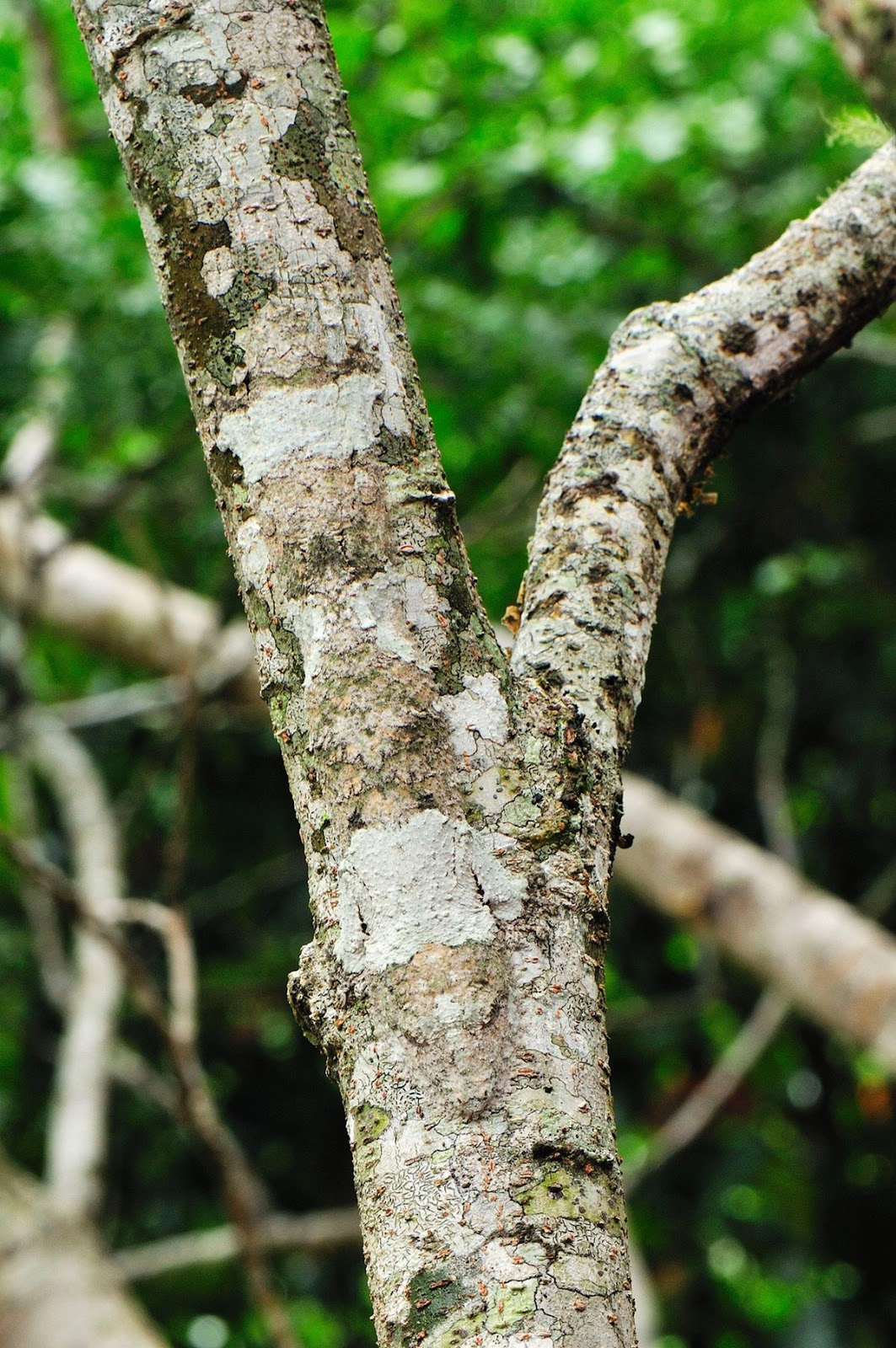 El espectacular camuflaje del Gecko cola de hoja Mossy (Uroplatus sikorae)