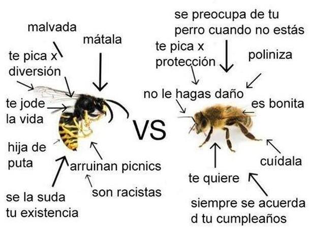 Cómo tratar a avispas y abejas