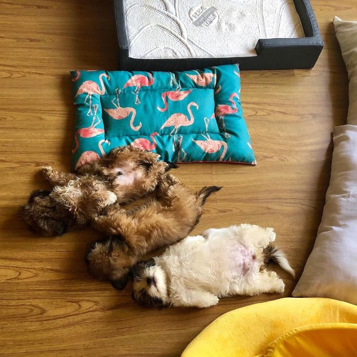 La divertida forma de dormir de este cachorro se ha vuelto viral en internet [29 fotos]