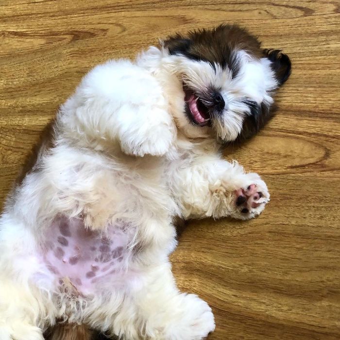 La divertida forma de dormir de este cachorro se ha vuelto viral en internet [29 fotos]