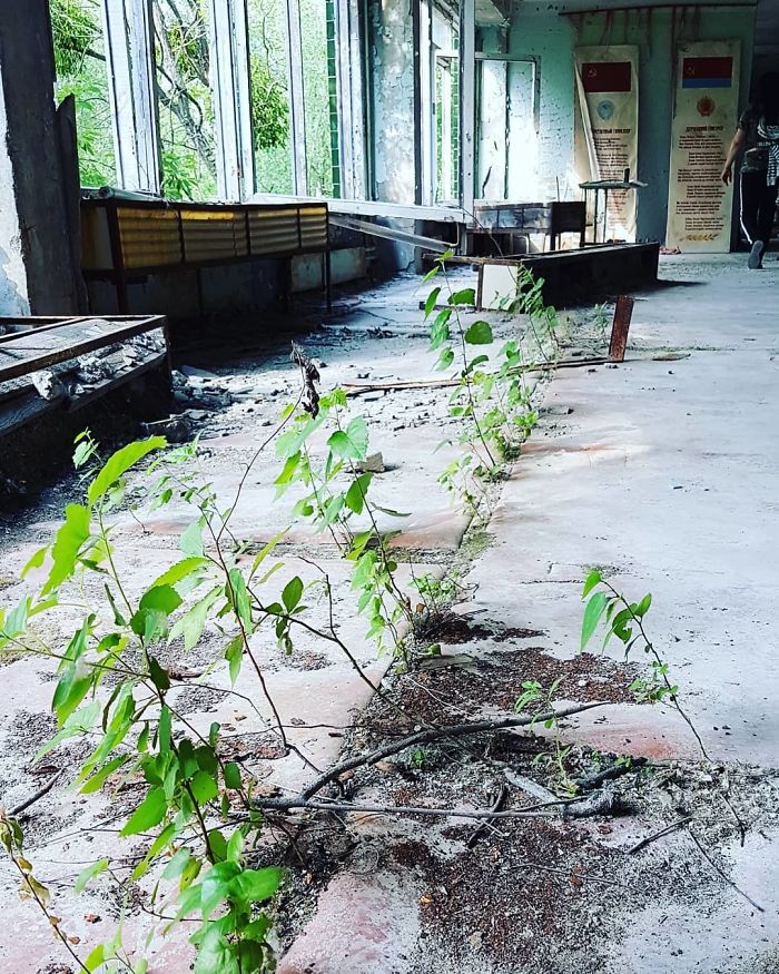68 fotos de la naturaleza reclamando lo que es suyo en Chernobyl
