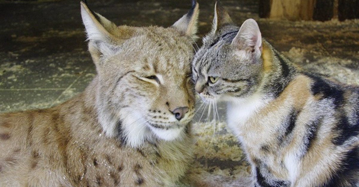 Un gato y un lince: los curiosos amigos de un zoo de Leningrado