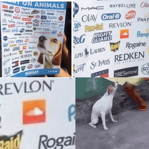 Filtradas fotos de más compañías que testan con animales