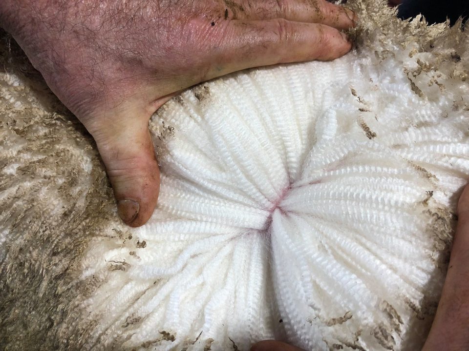 La lana de las ovejas australianas de la raza Merino