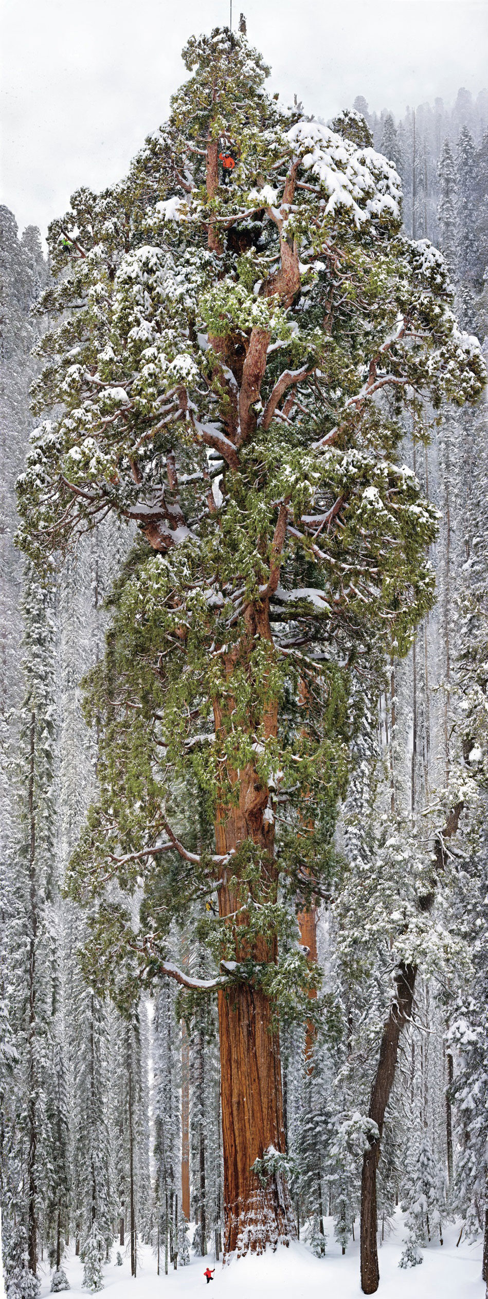 El Presidente: La foto del segundo árbol más grande del mundo compuesta por 126 imágenes
