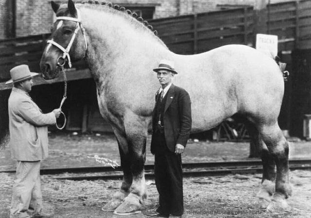 Brooklyn Supreme, 1928: el caballo más grande del mundo