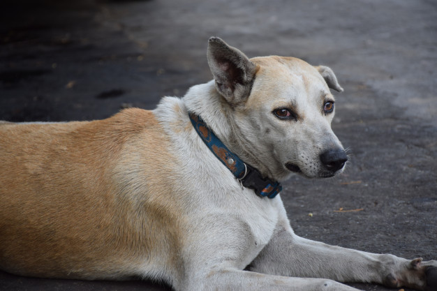 Un finolier ve todos los días cómo un perro malvive en una terraza, y necesita ayuda del consejo de sabios