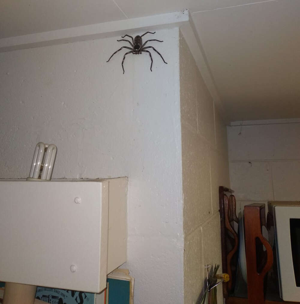 Hombre australiano explica por qué dejó que una araña del tamaño de su cara viviera en su casa durante un año
