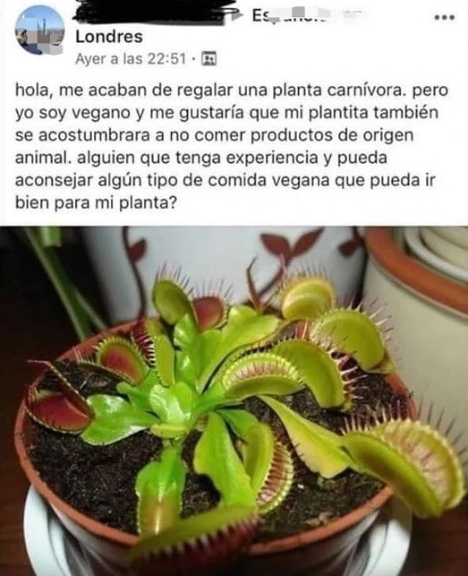 ¿Qué echarías más de menos si fueses vegano?