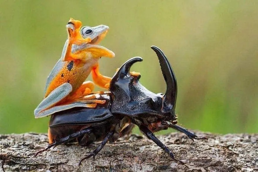 Una rana cabalgando a lomos de un escarabajo