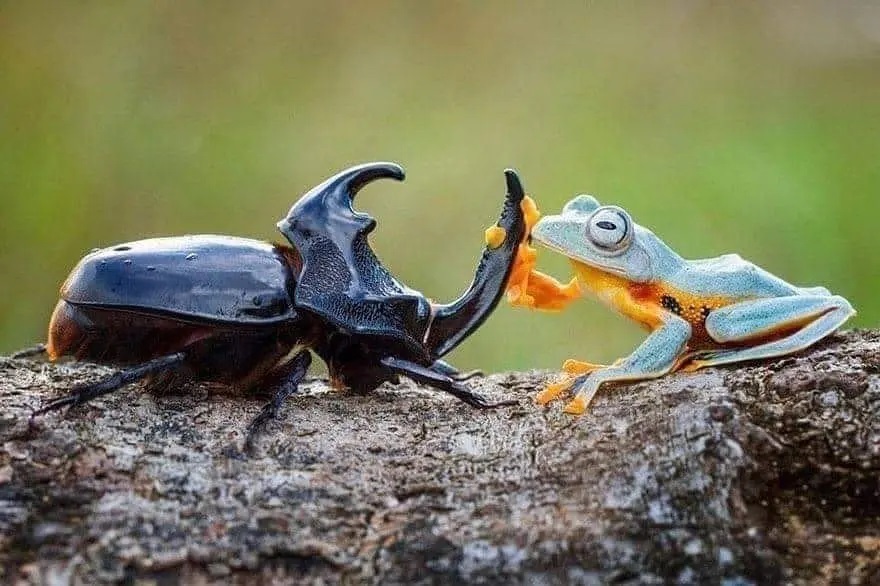 Una rana cabalgando a lomos de un escarabajo