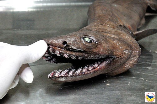 Tiburón Anguila: una especie que data de hace 80 millones de años y que se creía extinta hasta que un ejemplar fue visto dándose un paseo por las aguas de Japón...