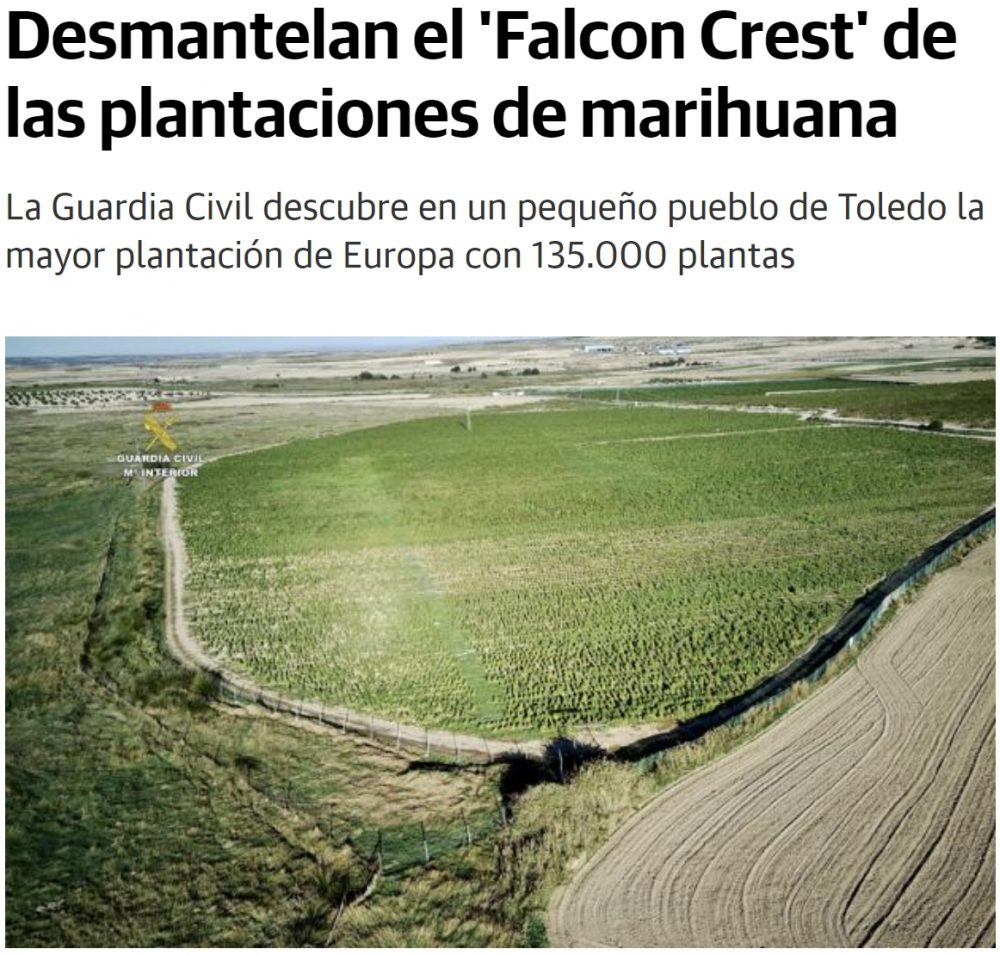 Desmantelan una plantación con 135.000 plantas de maría en un pequeño pueblo de Toledo