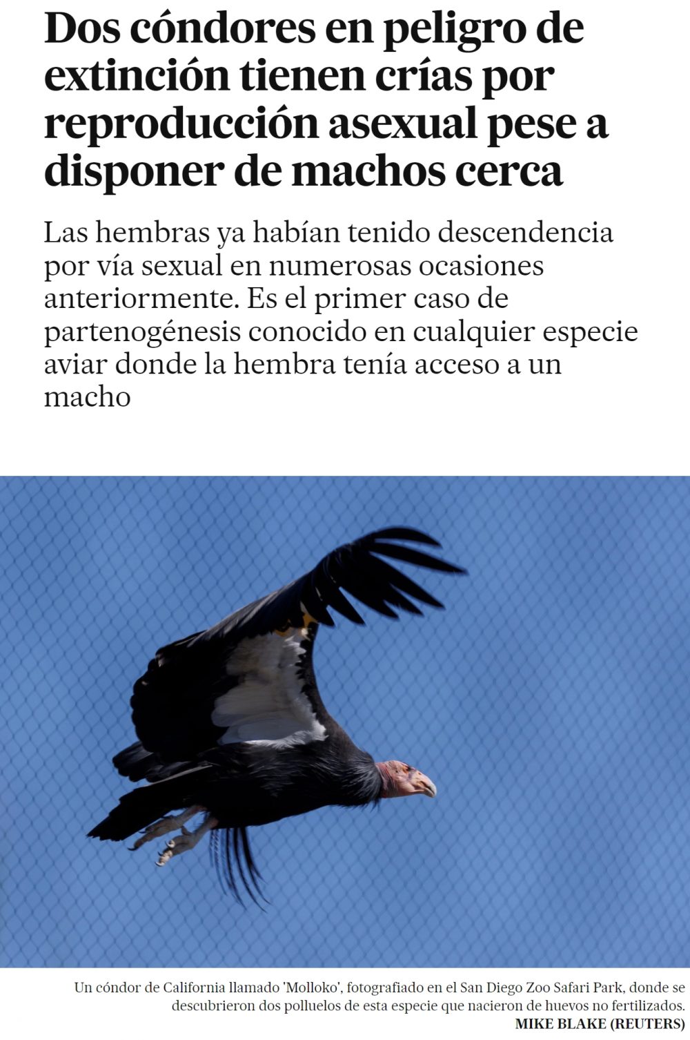 Maldito feminismo aviar...