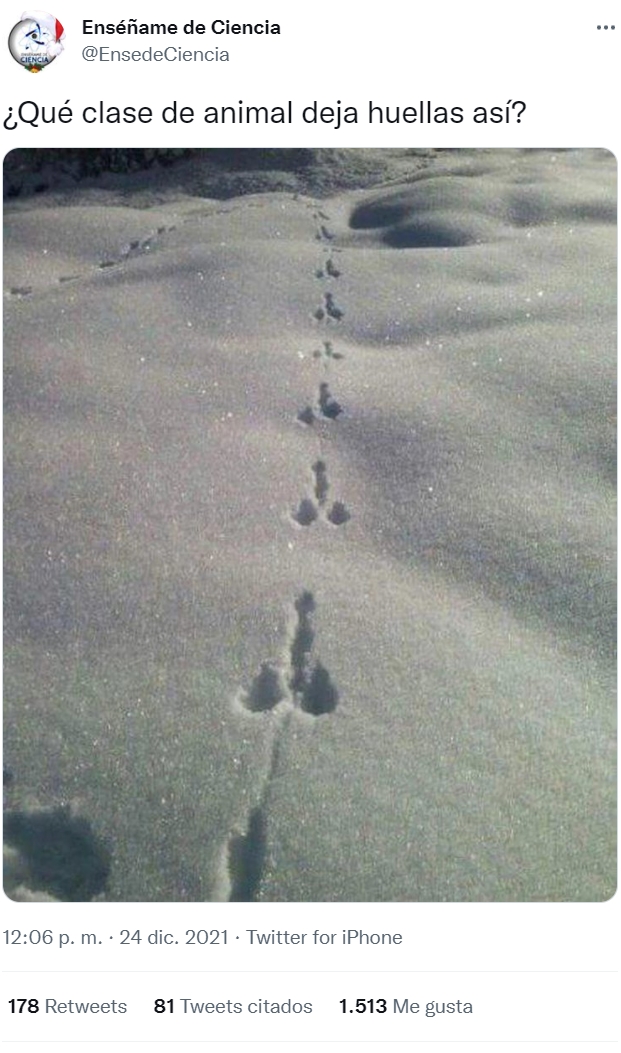 ¿Qué clase de animal deja estas huellas en la nieve?