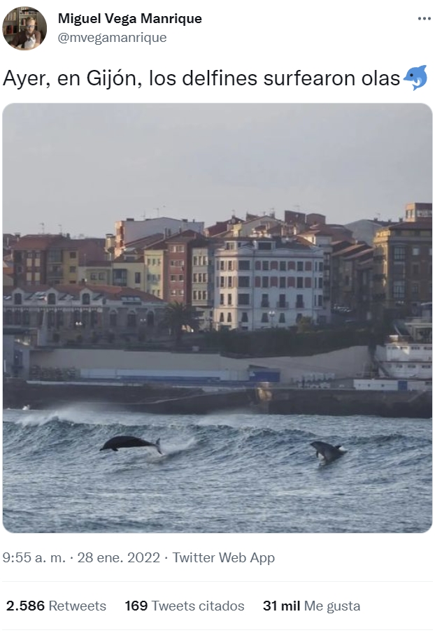 Ayer se pudo ver a varios delfines "haciendo surf" en Gijón