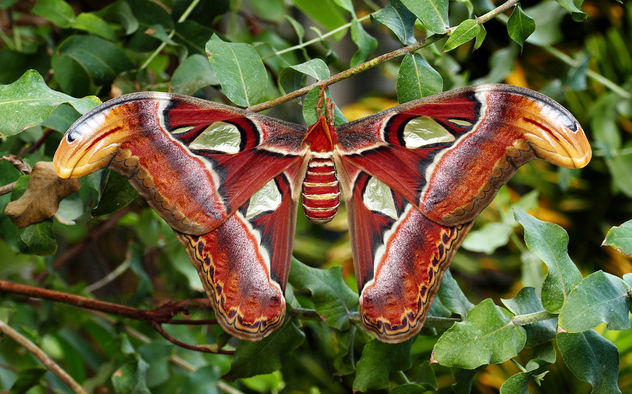 Mariposa Atlas: La polilla más grande del mundo (y la más temida)
