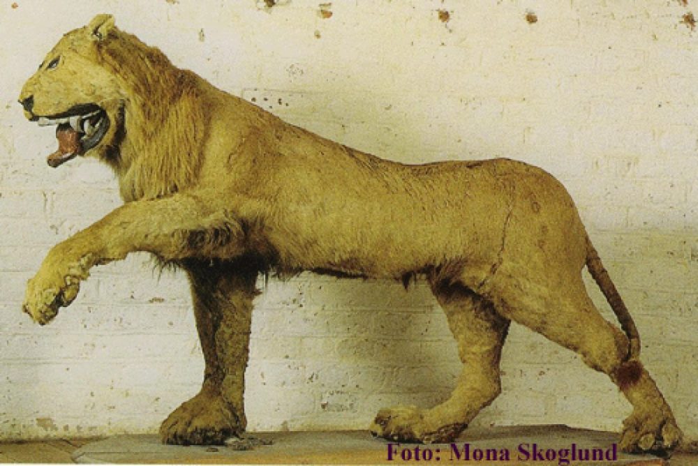 En 1731 el rey Federico I de Suecia envió a un taxidermista su león favorito que había muerto y esto recibió de vuelta.