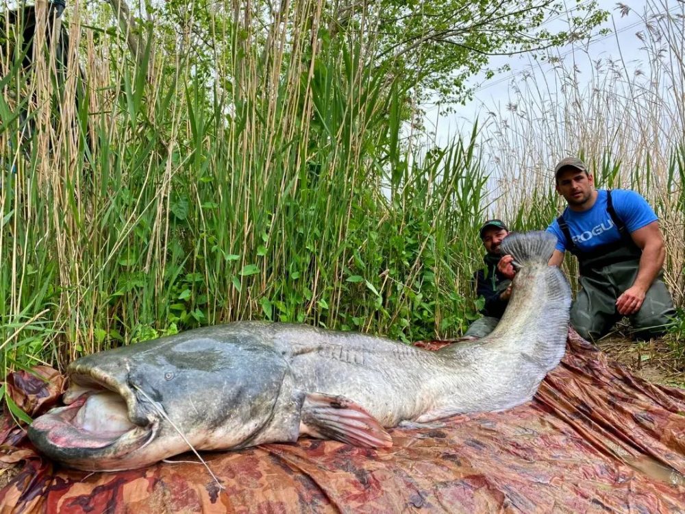 Capturan un monstruoso siluro de casi tres metros tras una "batalla épica" en el Ebro