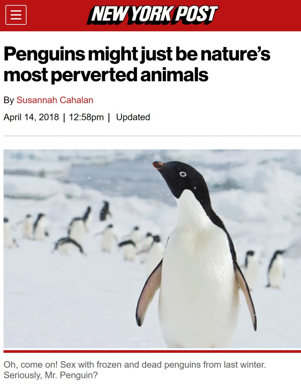 Los pingüinos podrían ser los animales más pervertidos
