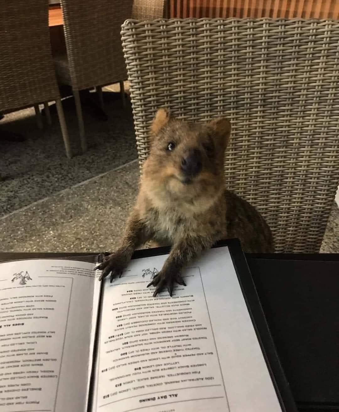 "Cuando entréis al restaurante no dejéis que entren los quokkas, por favor"