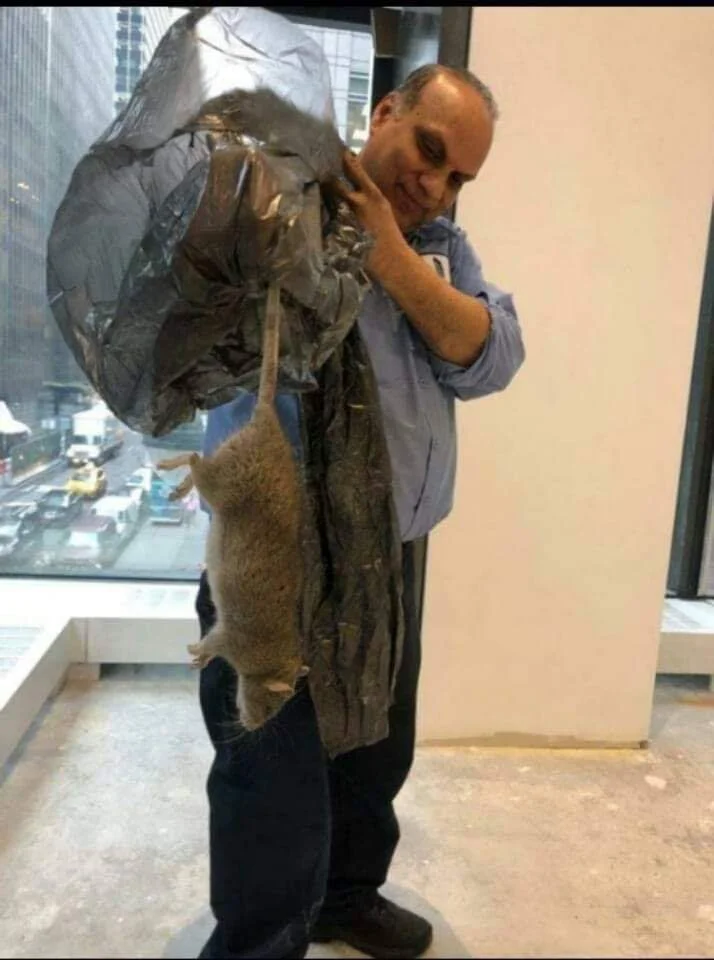 Este es el tamaño promedio de las ratas que viven en la ciudad de Nueva York