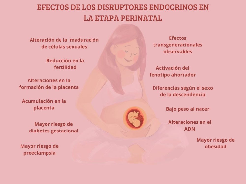 ¿Qué son y qué efecto tienen los DISRUPTORES ENDOCRINOS?