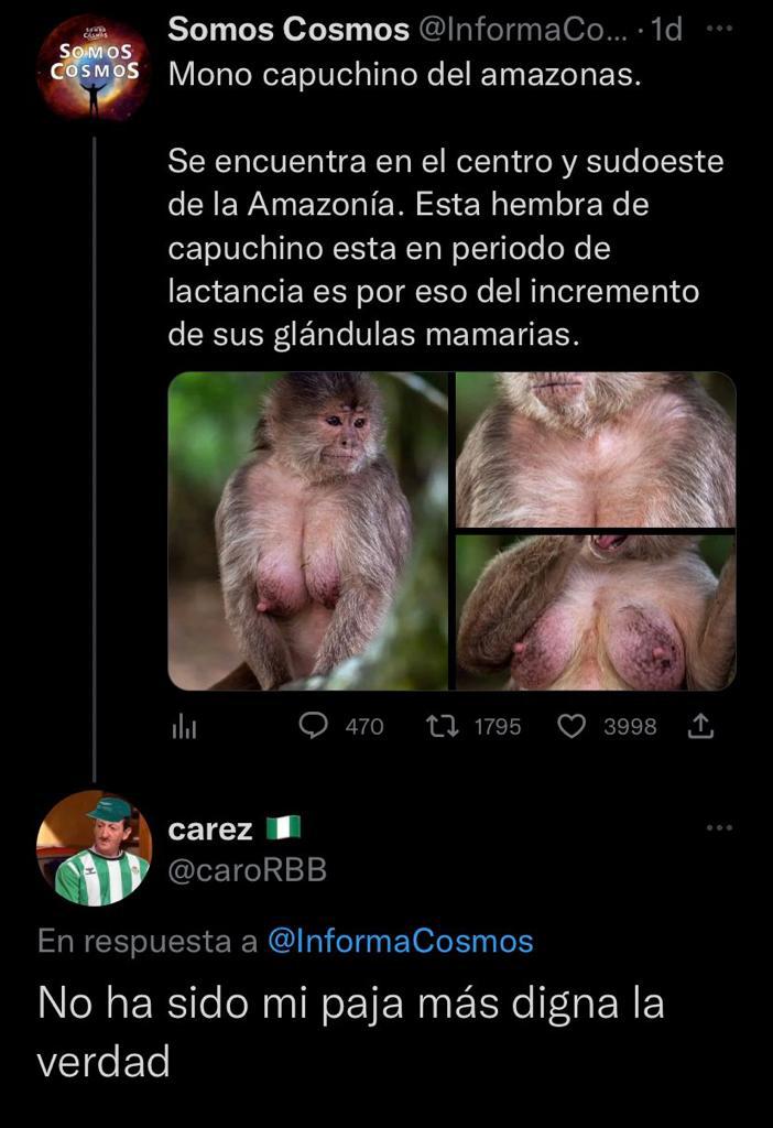 Mono capuchino del amazonas