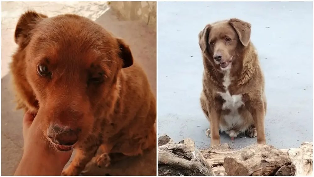 Bobi, el perro más longevo del mundo, rompe el récord de 30 años en Portugal