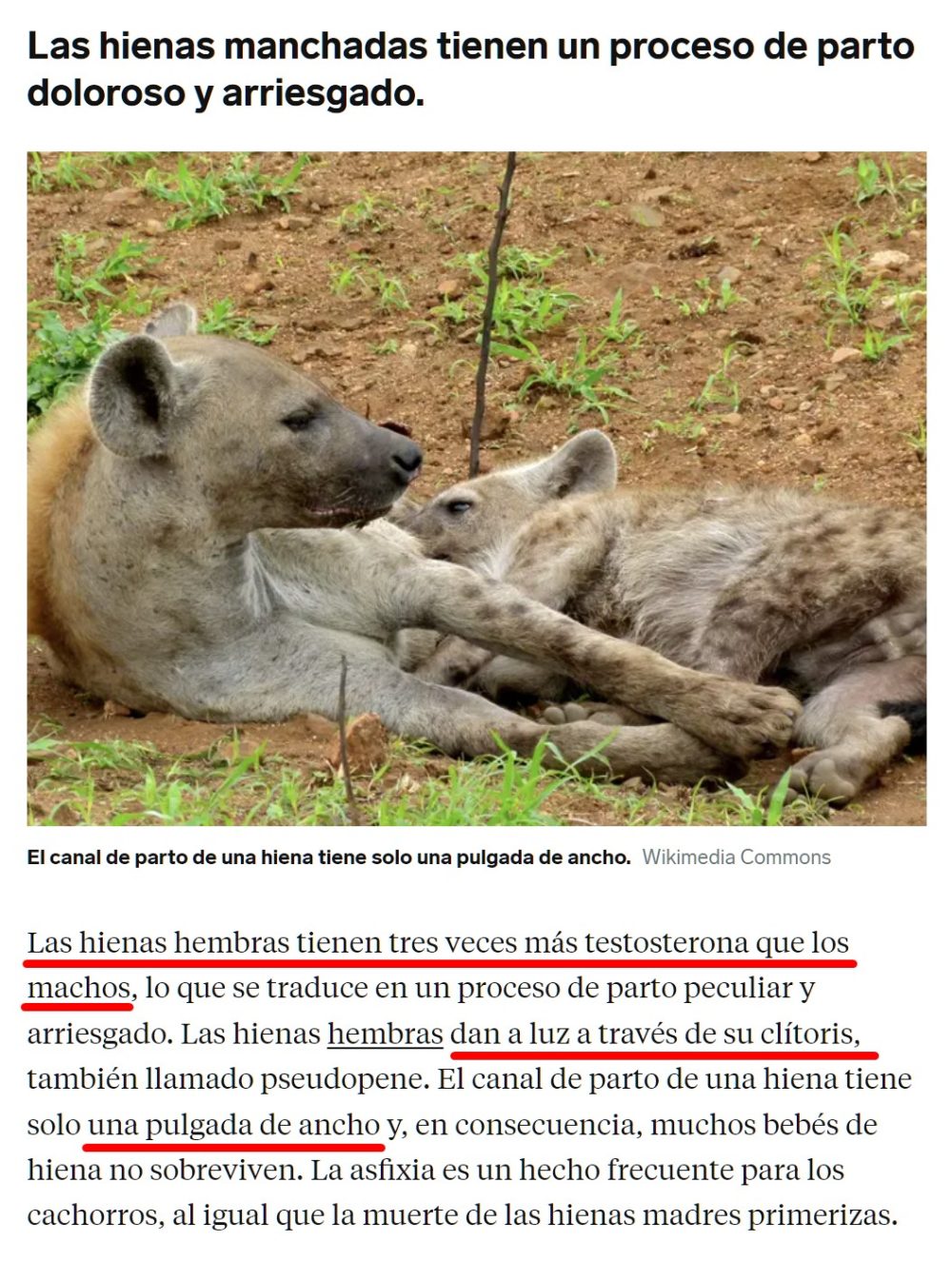 ¿Eres mujer y te da miedo el parto? Podría ser peor... podrías ser una hiena.