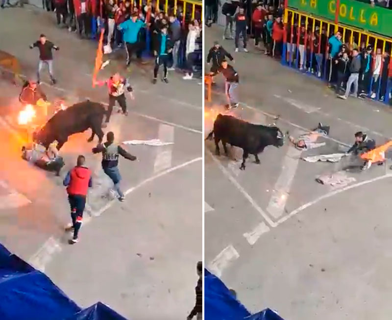 Un hombre sufre una terrible cogida en el 'bou embolat' de Teulada