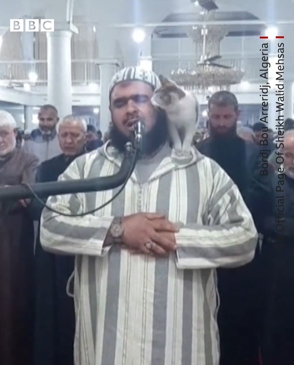 Un gato salta sobre un Imán durante las oraciones del Ramadán