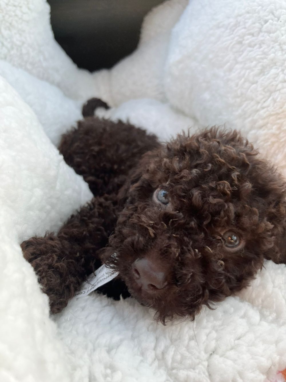 Un finolier necesita ayuda del consejo de sabios para comprarse un coche nuevo