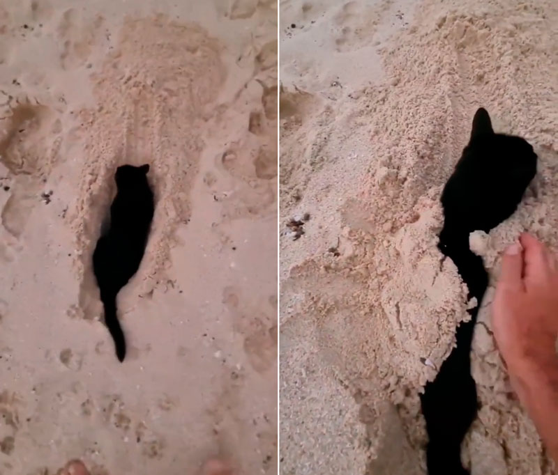 Por alguna extraña razón a este gato le gusta que le entierren en arena