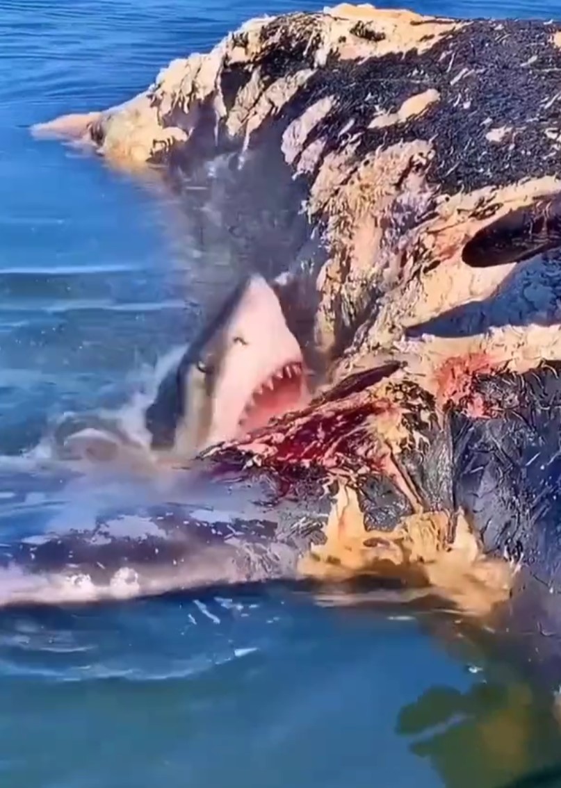 Probablemente el momento más feliz que puede vivir un gran tiburón blanco: masticando un delicioso cаdáver de ballena jorobada.