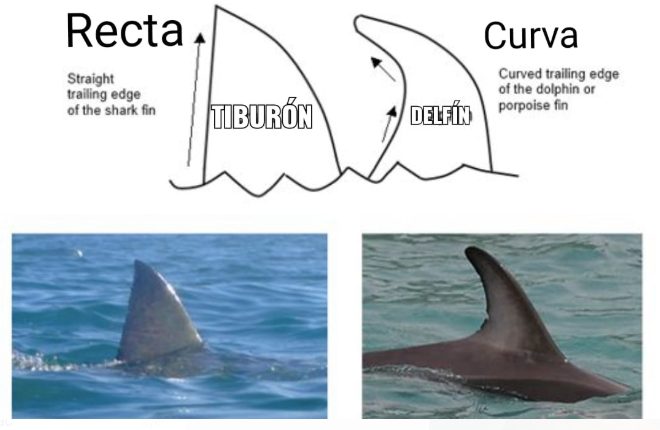 Este pececito andaba este jueves dándose un paseo por Illa de Arousa (Rías Baixas)