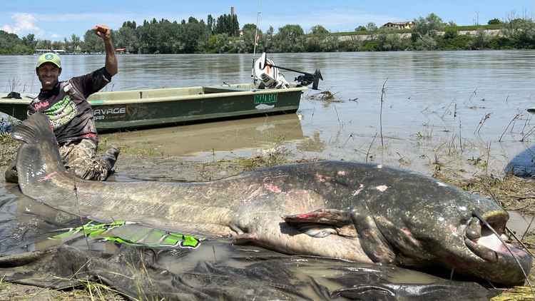 Este gigantesco siluro de casi 3 metros de largo es el más grande jamás capturado