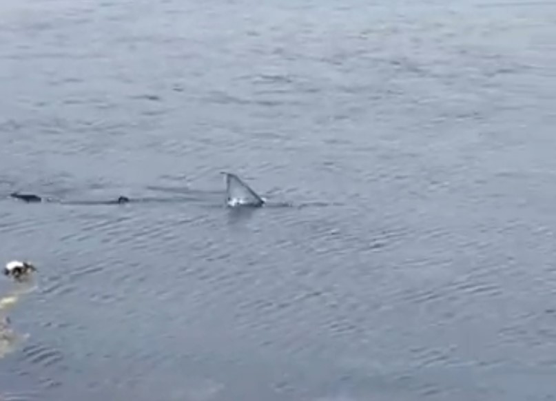 Este pececito andaba este jueves dándose un paseo por Illa de Arousa (Rías Baixas)