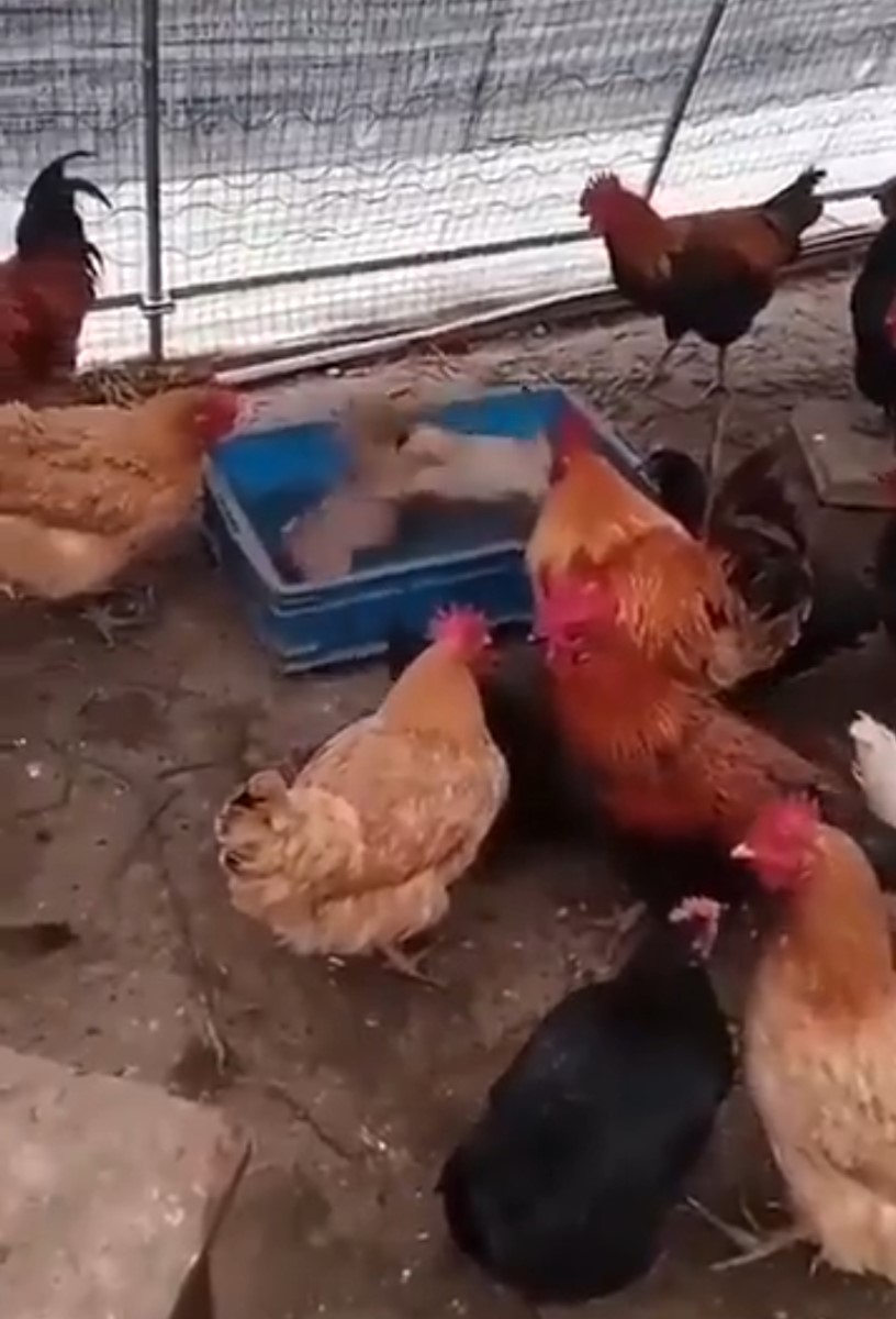 Los pollos de Frank Cuesta organizan peleas de cachorros