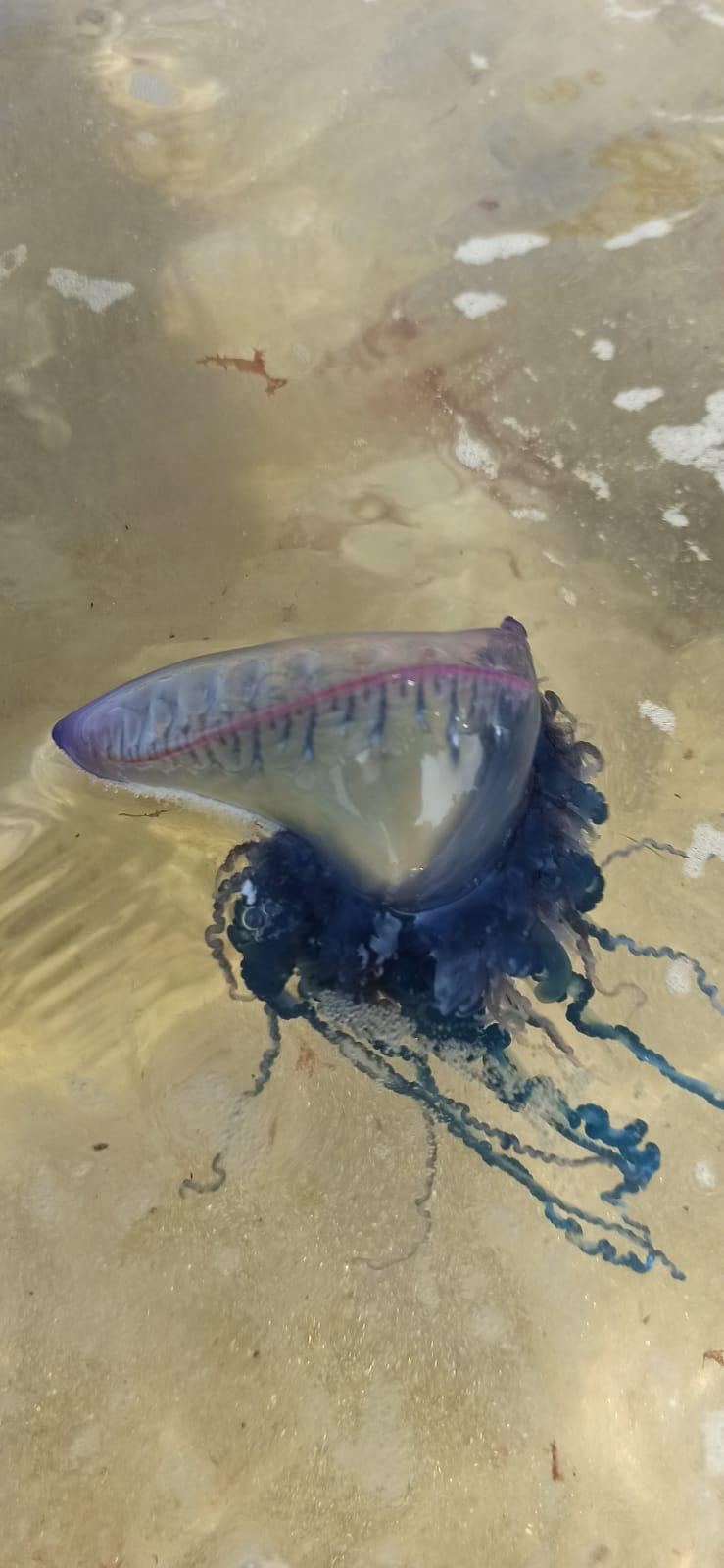 Cierran varias playas en el norte de España por la aparición de carabelas portuguesas