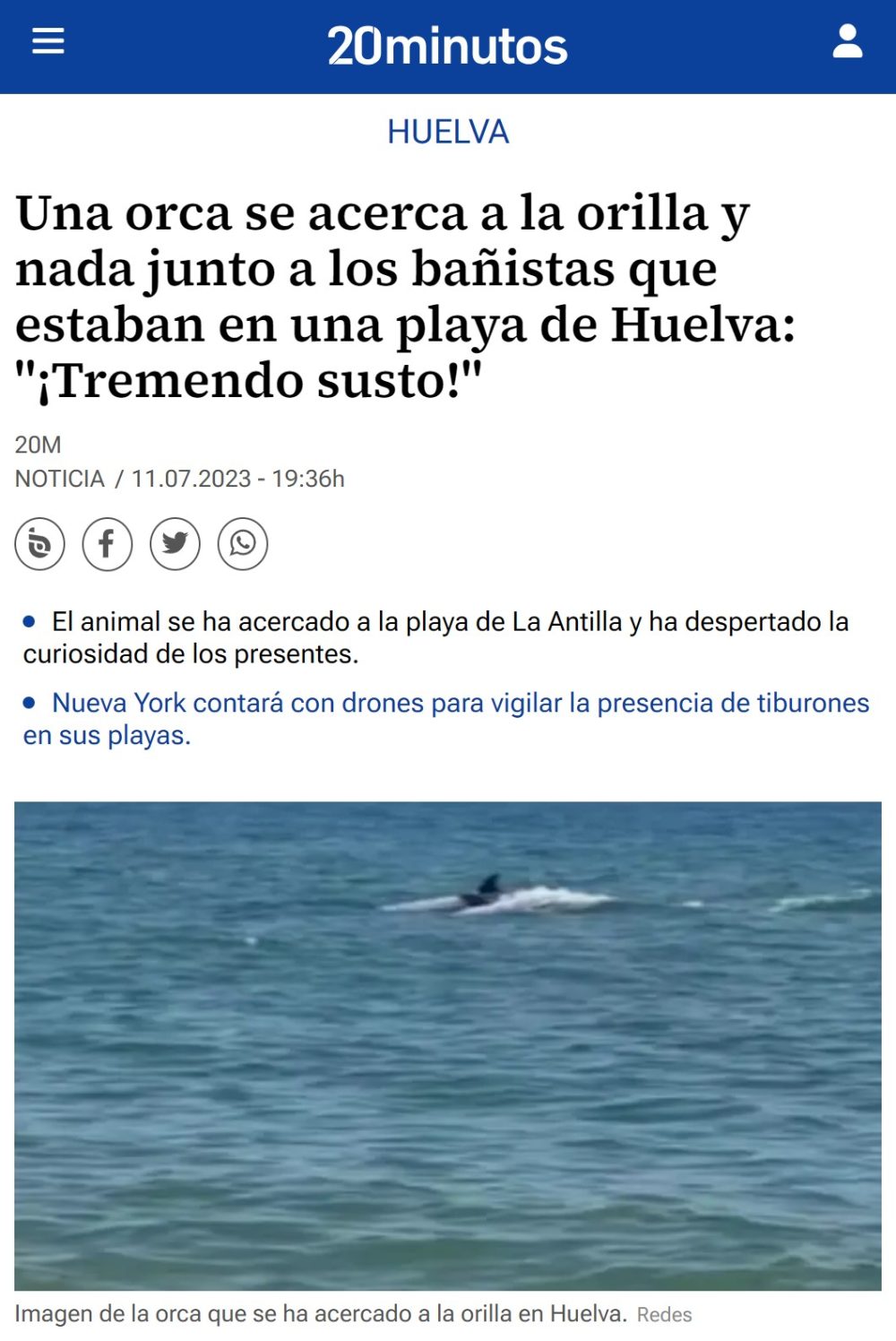 Una orca nadando entre los bañistas de una playa de Huelva