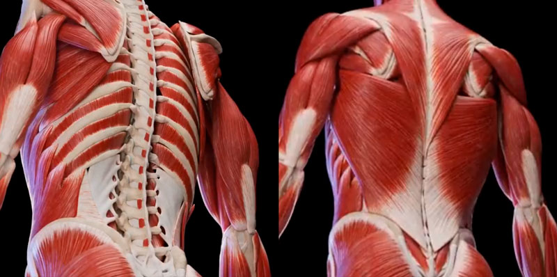 Todos los músculos que hay en tu espalda