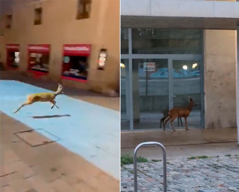 Un corzo haciendo turismo por el centro de Vitoria