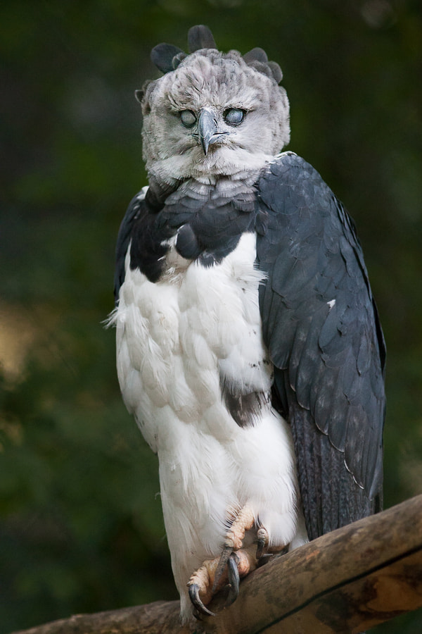 El águila arpía es tan grande que la gente llega a pensar que es un humano disfrazado de pájaro