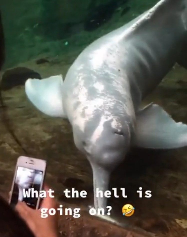 El lado oscuro de los delfines