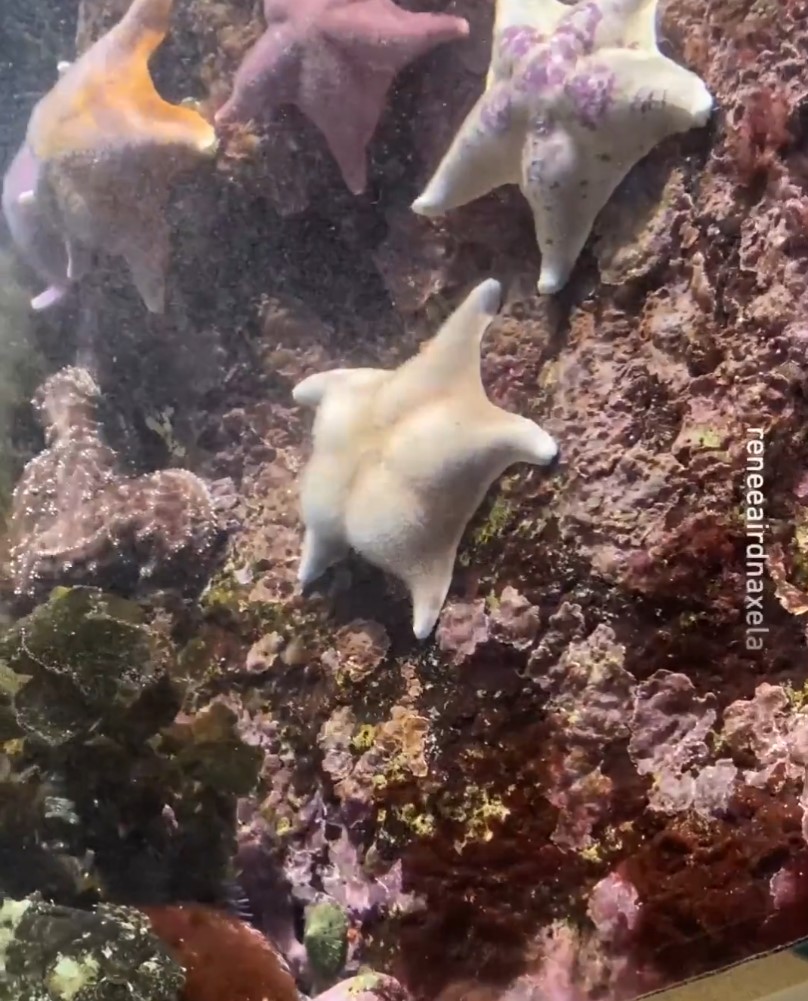 Dedicad unos segundos a apreciar la majestuosidad del ogt de esta estrella de mar