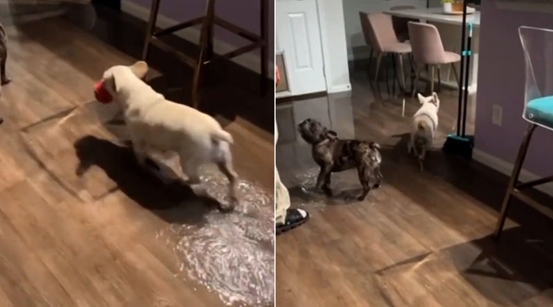 Una pareja llega a casa y se la encuentra totalmente inundada. Habían dejado a sus dos perros solos y las cámaras grabaron lo que pasó.