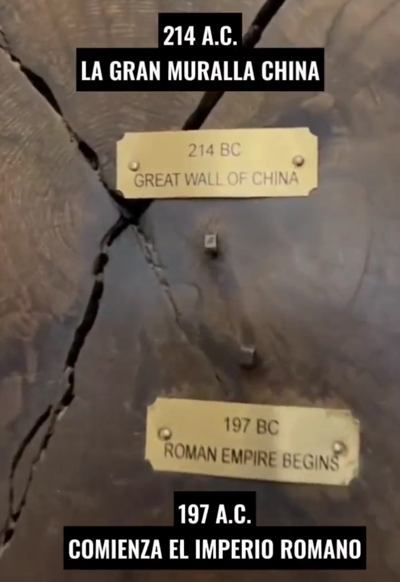 Los eventos históricos vividos por un árbol increíblemente longevo